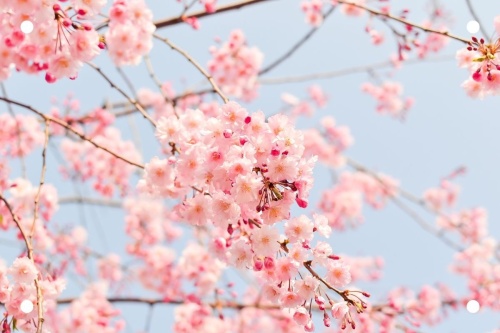 Roze bloesem - Tuinposter