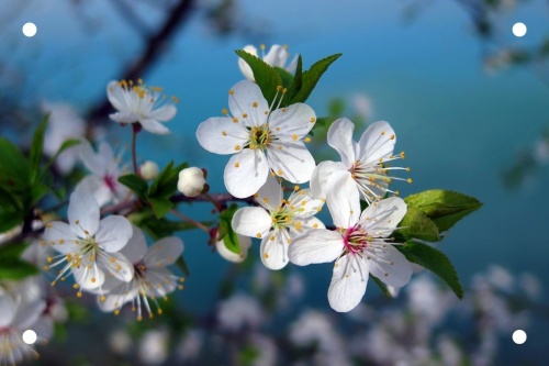 Witte bloemen - Tuinposter