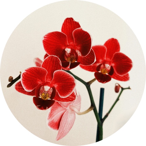Orchidee - Muurcirkel 