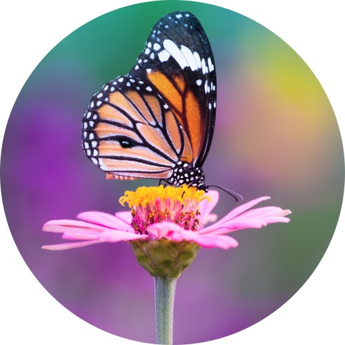 Monarchvlinder op een bloem - Muurcirkel 