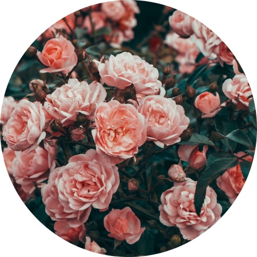 Roze rozen - Muurcirkel